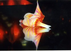 Feilchenfeldt-Hepp_exhibitionstaatspreis-4